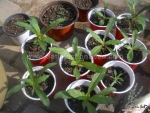 purple gomphrena seeds