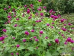 purple gomphrena seeds