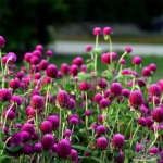 purple gomphrena seeds