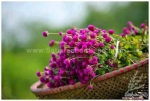 purple gomphrena seeds