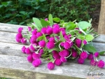 purple gomphrena seeds