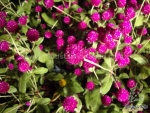 purple gomphrena seeds