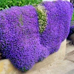 purple rock cress seeds