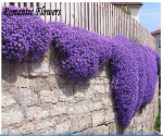 purple rock cress seeds