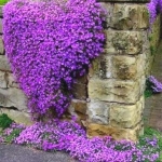 purple rock cress seeds
