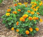 queen sophia french marigold seeds