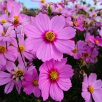 radiance cosmos seeds