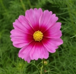 radiance cosmos seeds
