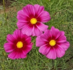 radiance cosmos seeds