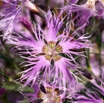 rainbow loveliness dianthus seeds