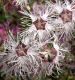 rainbow loveliness dianthus seeds