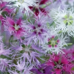 rainbow loveliness dianthus seeds