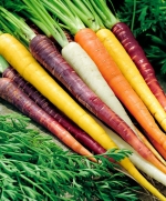 rainbow mix carrot seeds