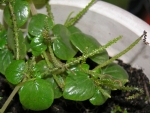 rau cang cua shining bush seeds