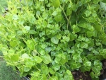 rau cang cua shining bush seeds