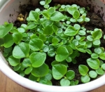 rau cang cua shining bush seeds