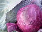 red acre cabbage seeds