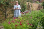 dazzler red cosmos seeds