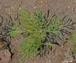dazzler red cosmos seeds