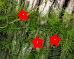 red cypress vine seeds