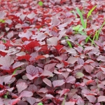 red edible amaranth chinese spinach seeds