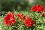 red extra double moss rose seeds