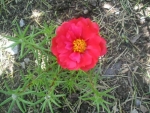 red extra double moss rose seeds