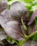 red f1 komatsuna mustard seeds