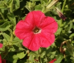red fire chief petunia seeds