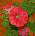 red fire chief petunia seeds