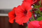 red fire chief petunia seeds
