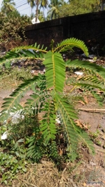 red flowered hummingbird tree seeds