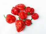 red habanero hot pepper seeds