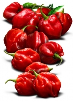 red habanero hot pepper seeds