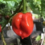 red habanero hot pepper seeds