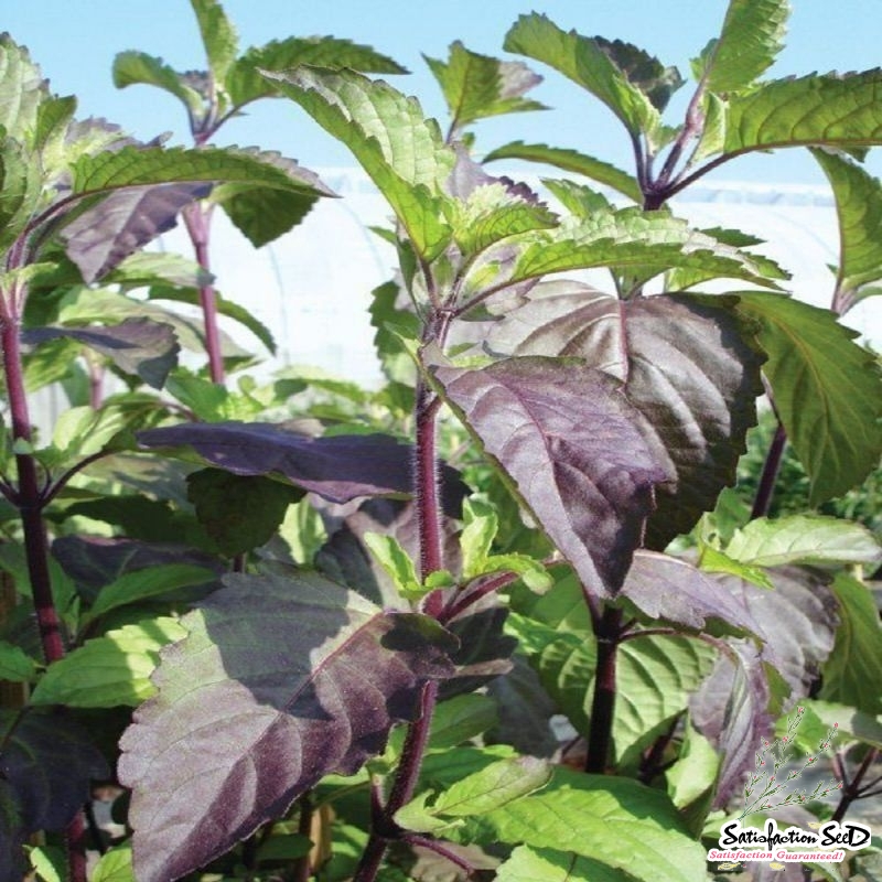red holy basil seeds