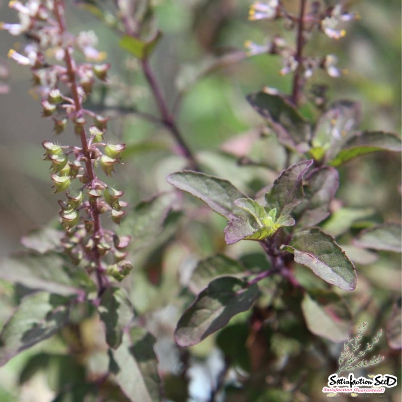 red holy basil seeds