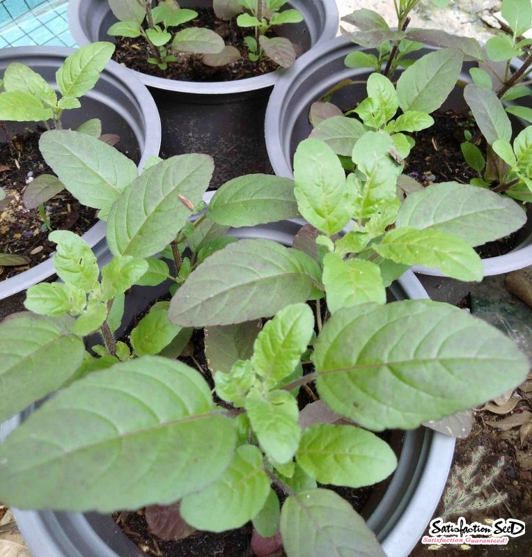 red holy basil seeds
