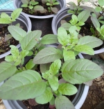 red holy basil seeds