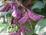 red hyacinth bean seeds
