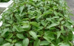 red jute molokhia seeds