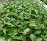 red jute molokhia seeds