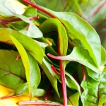 red kitten spinach seeds