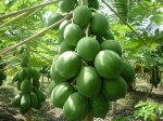 red lady f1 dwarf papaya seeds