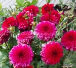 red opera double dwarf dahlia seeds