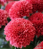 red opera double dwarf dahlia seeds