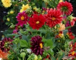 red opera double dwarf dahlia seeds