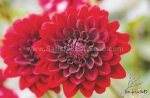 red opera double dwarf dahlia seeds