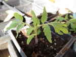 red oxheart tomato seeds