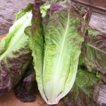 red romaine lettuce seeds